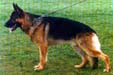Brahms von Bad-Boll