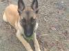 MANALO K9's Hudson