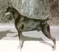 AKC/UKC/INTL CH. Talladega's Thunderhawke