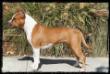 AKC CH/UKC GRCH Hilltop Pride and Joy of Kayo