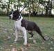 AKC.CH Matrix Wiley Standing Alone