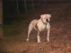 CH Dailey's Icabod