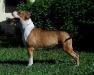MULTI GCH BISS Bacardi Boy of Daft Raptors