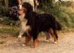 INTCH DCH VDHCH LUXC Danetta's Floggy