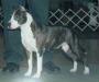 AKC CH/UKC CH Cicero's Sascha Girl