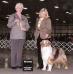 AKC/ASCA CH. Canyon Oaks Fire In The Sky