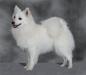 UKC CH 'PR' Whytepine's Winter Sno Tallee