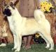 AKC CH Serdess Chianti Of Regalia