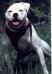  Joshua's Imperial's Sheba Girl