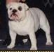 CH (AKC) Cherokee Legend Crazy Horse