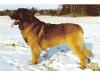 Remrod's Mr Winterbottom