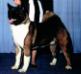 AKC/CAN CH O'BJ High N Mighty No Goshen