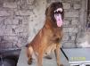 MANALO K9's Twinkie