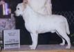 AKC CH MTN Meadow Romeo