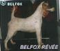  Belfox Revée