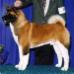 BISS AKC CH T'Stone Cut To The Chase Chiheisen
