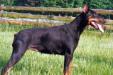  Brista von der Doberwache