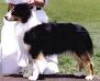 HOF ASCA CH / AKC CH Sunshines Action Jackson