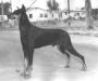 Am. Ch. Rancho Dobe's Primo