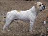 Cotton's White Hunter of Saylor ABs