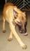MANALO K9's Wizard
