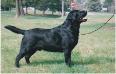 CH Hunt Club Clayview Funny Bear