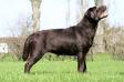  Trendmaker's Italian Bella Donna