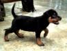 MANALO K9's HARI
