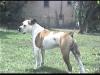 Reuscher's Mr. Mojo
