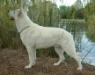  Alpinarc Attention Seeka