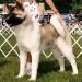 AKC CH TimberSky's Ring Contender