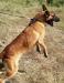 MANALO K9's Azur