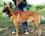 MANALO K9's Sepi