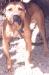 Big Bull's Dillan