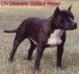 CH (AKC) Deaver's Gallant Rebel