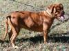 CH Red Dog Ridge Zaynah Rose