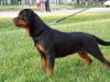  Olga Black Iron Rott