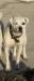 Leatherneck's Angelica of Big Bull