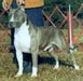 AKC CH. Storytime's Moonraker