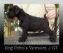 Dog-Otho¿s Vermont  / GT