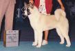 AKC CH TimberSky's Come Fly With Me