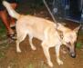 MANALO K9's Kikay