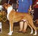 INT CH Woods End Crown Sable