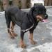 MANALO K9's Fairmount's Garineh v King