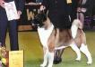 BISS AKC/CAN CH Akiko's Sky Rider Of Pride