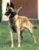  Meta des Ardents Fauves (Malinois)