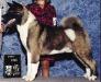 BIS, BISS AKC CH Regalia's Darq Wolf