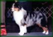 HOF AKC/CKC/ASCA CH Blue Isle Dancin On Fayble Hill