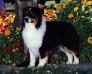 HOF AKC CH Heartfire's Prairie Schooner