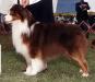 HOF AKC/ASCA CH Heartfire's Tin Cup